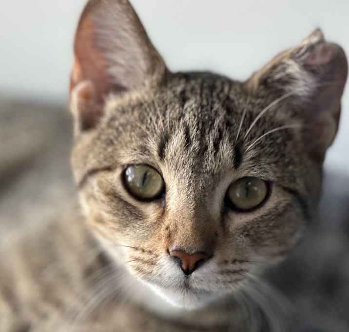 Photo of Misty 