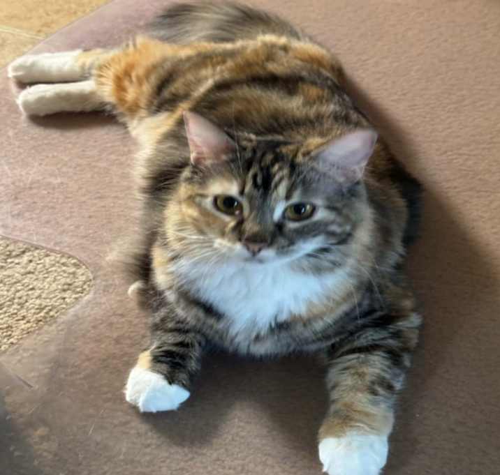 Photo of Rosie