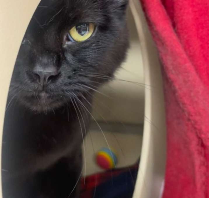Photo of Simba