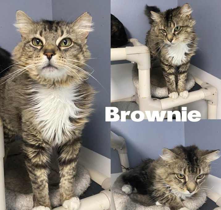 Photo of Brownie
