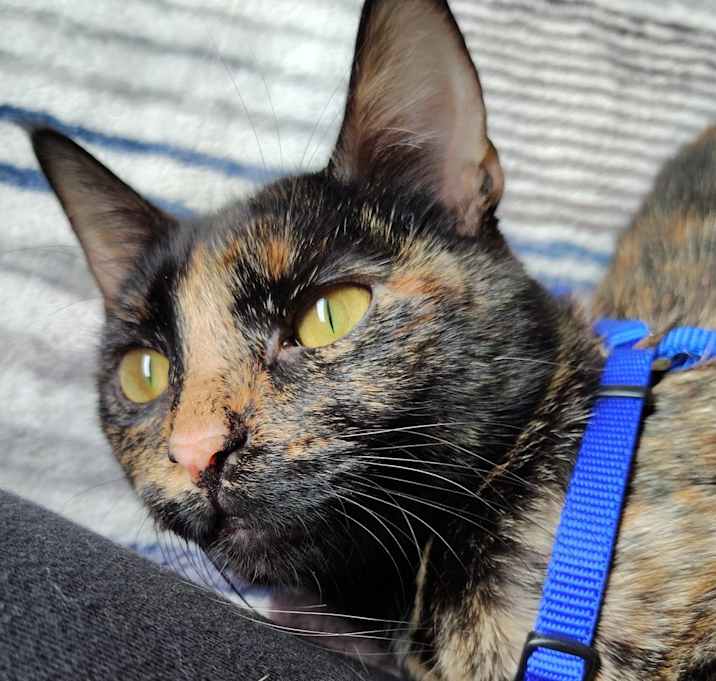 Photo of Maple