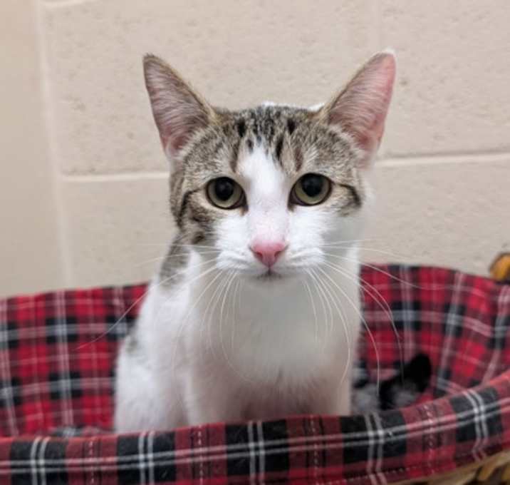 Photo of Dandelion