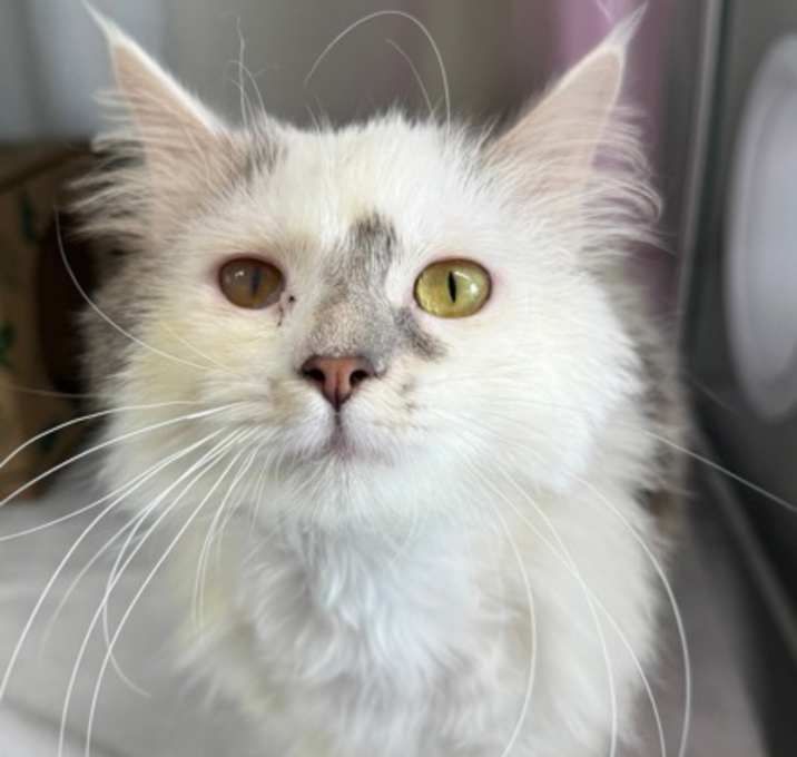 Photo of Persia