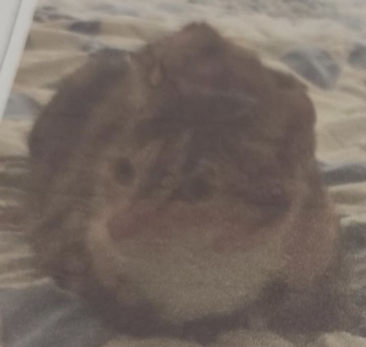 Photo of Frisky