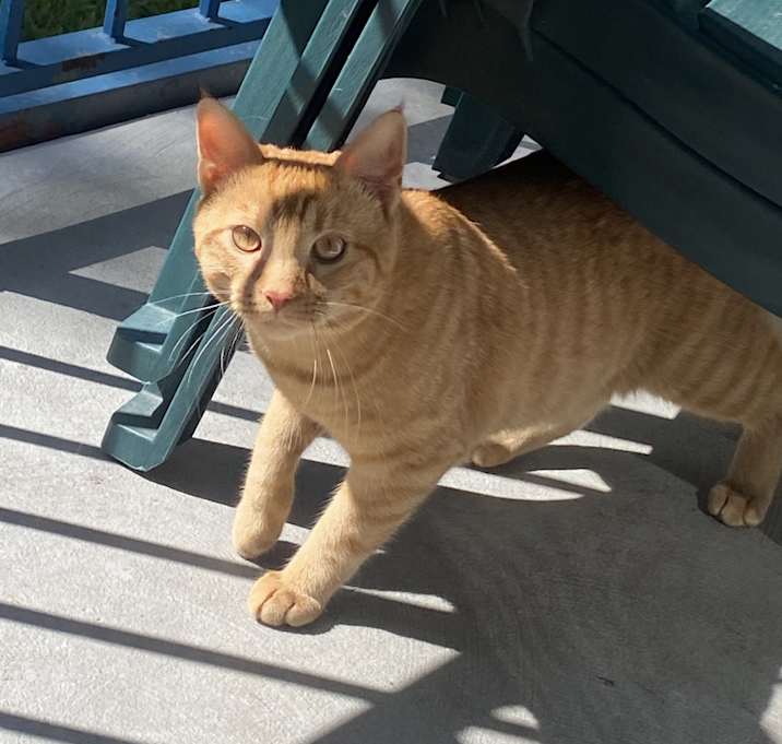 Photo of Mr Kitty