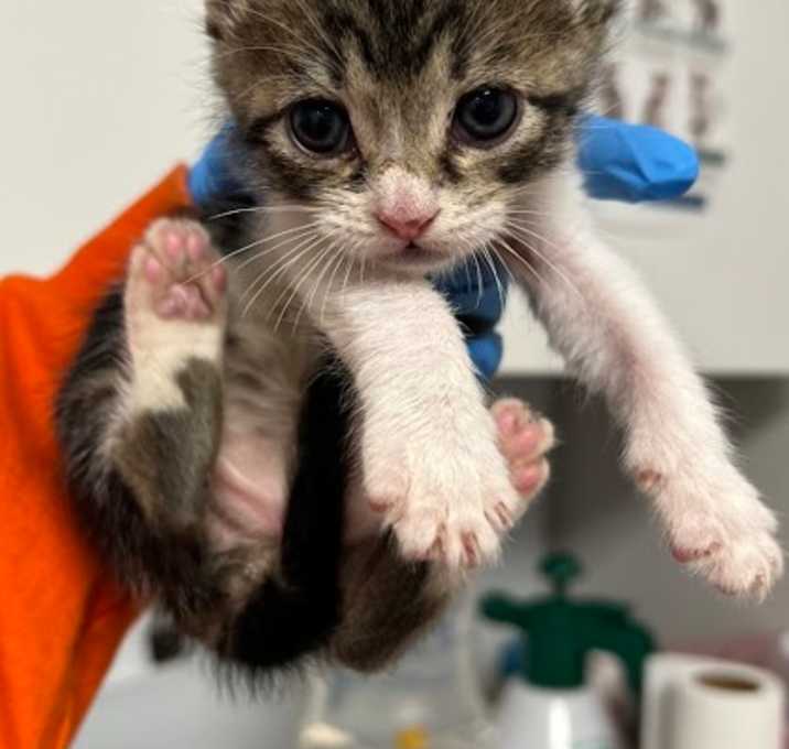 Photo of Coppertone