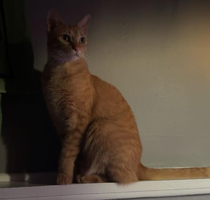 Photo of Amber