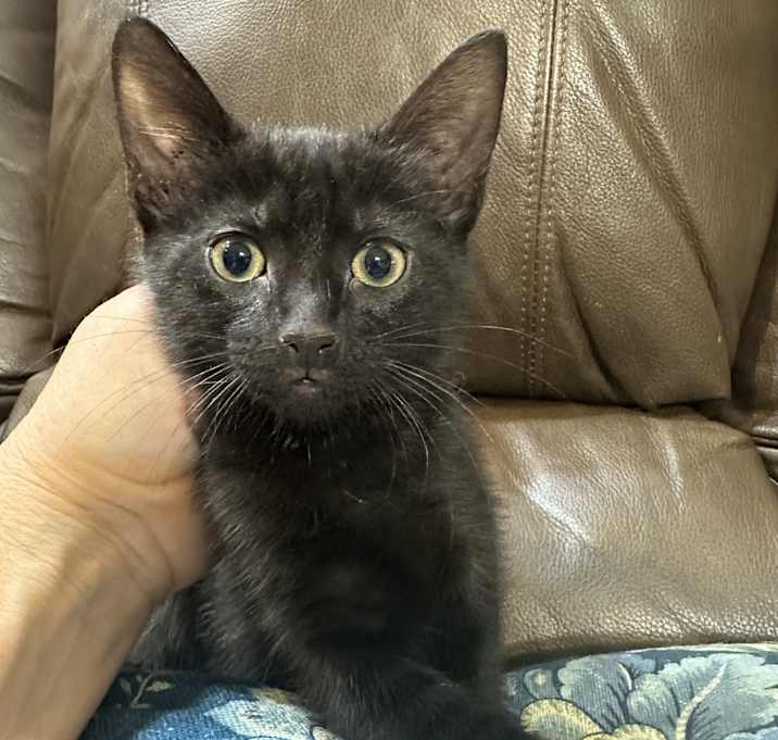 Photo of Brownie