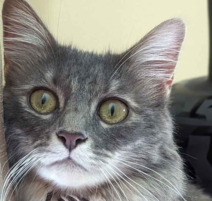 Photo of Little Dorrit