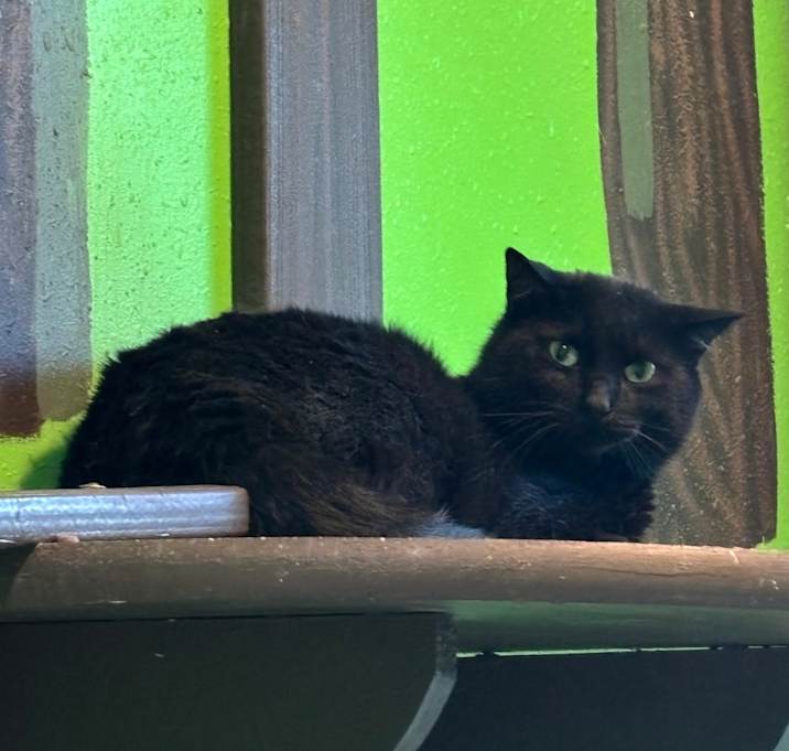 Photo of Turk
