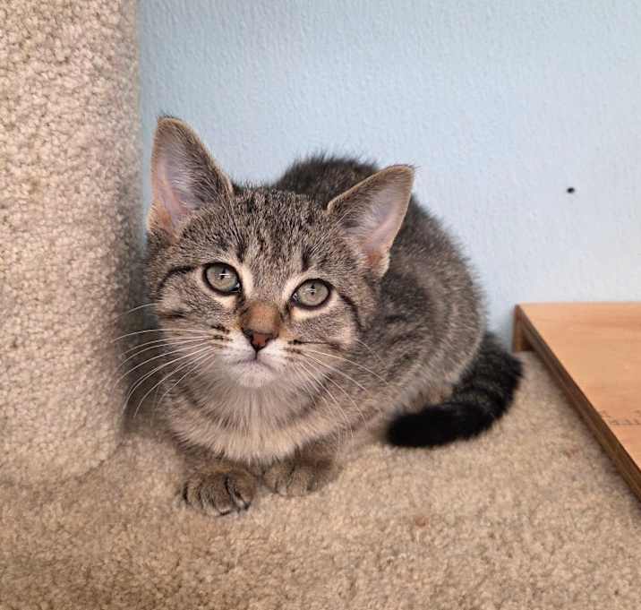 Photo of Cheerio