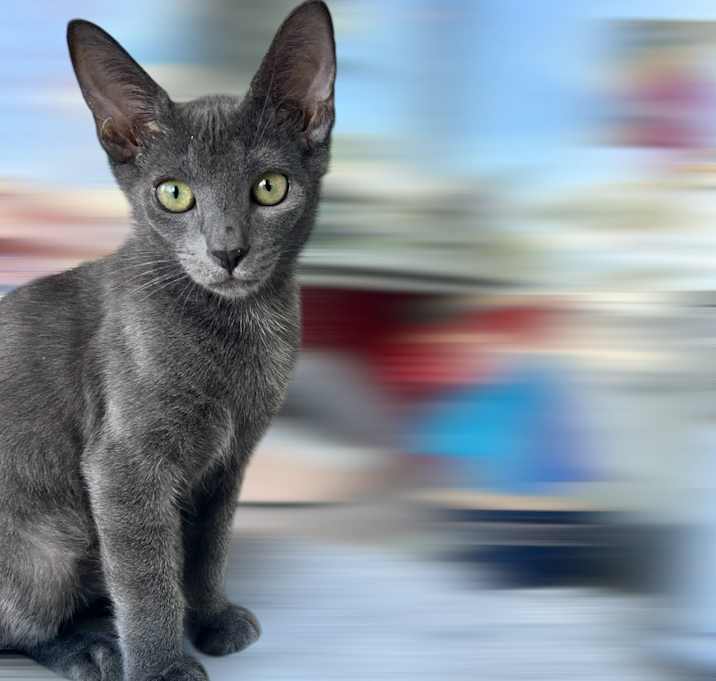 Photo of Cobalt