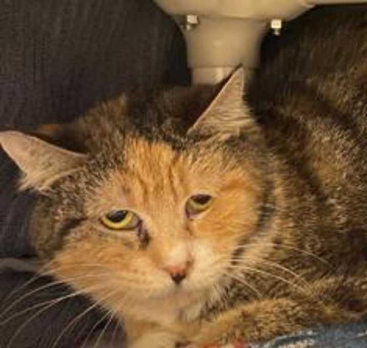 Photo of Barn Cat Blossom