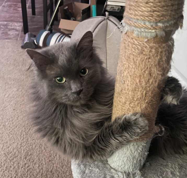 Photo of Bella