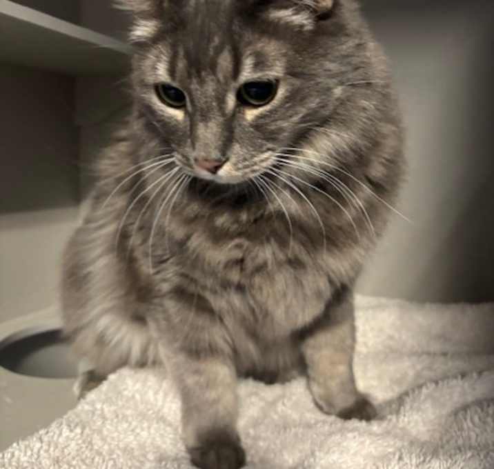 Photo of Shadow