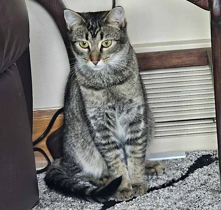 Photo of Primrose