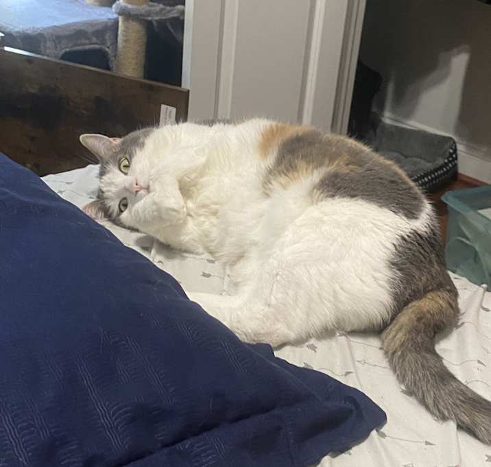 Photo of Lily