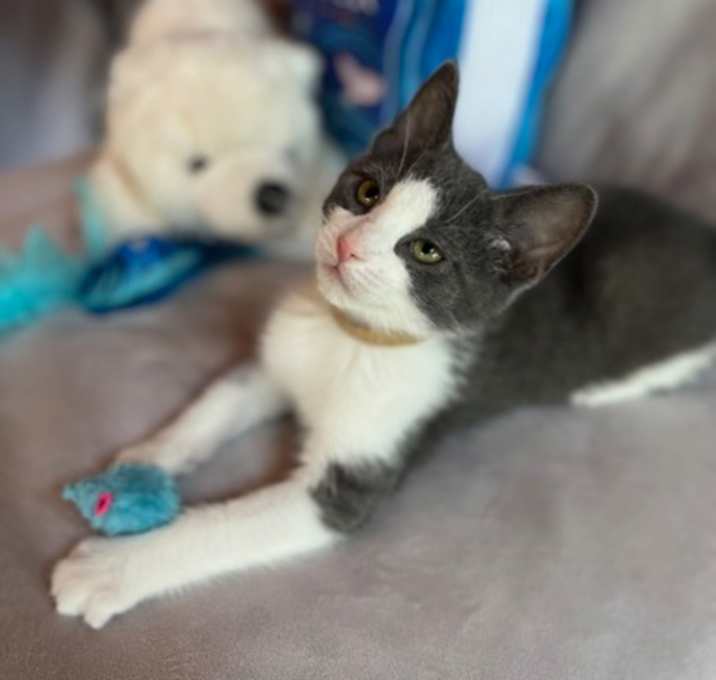 Photo of Duke (Dukes of Hazzard Litter)