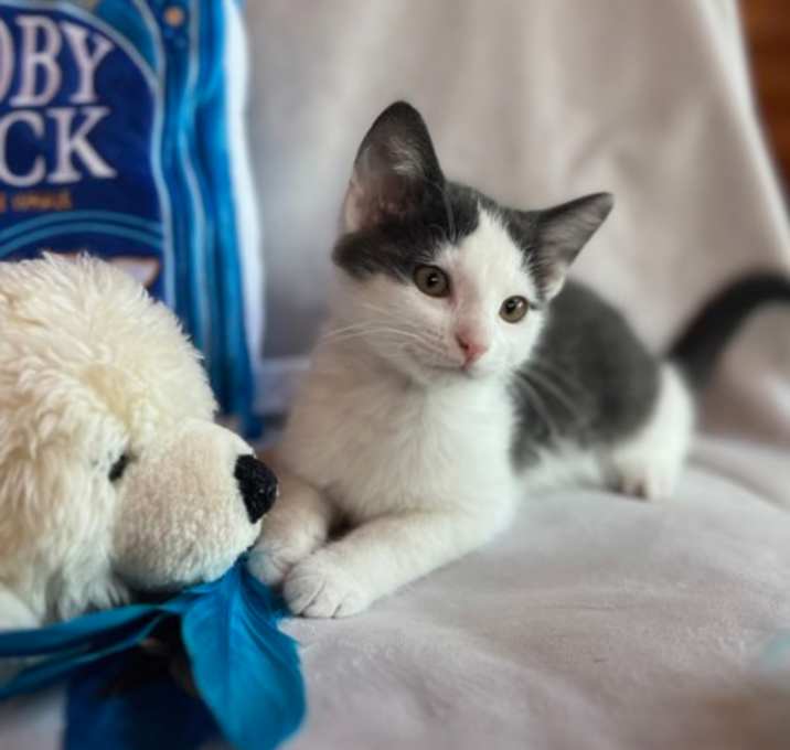 Photo of Bo (Dukes of Hazzard Litter)