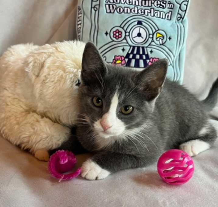 Photo of Daisy (Dukes of Hazzard Litter