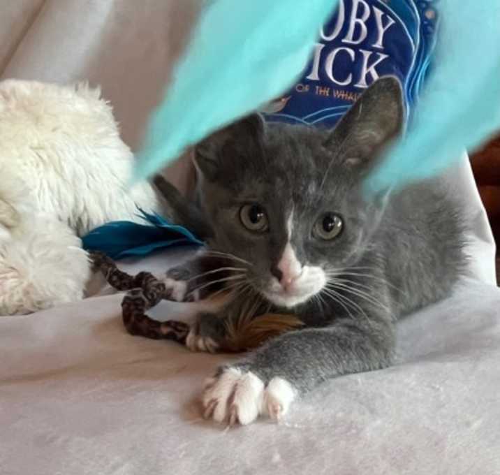 Photo of Luke (Dukes of Hazzard Litter)