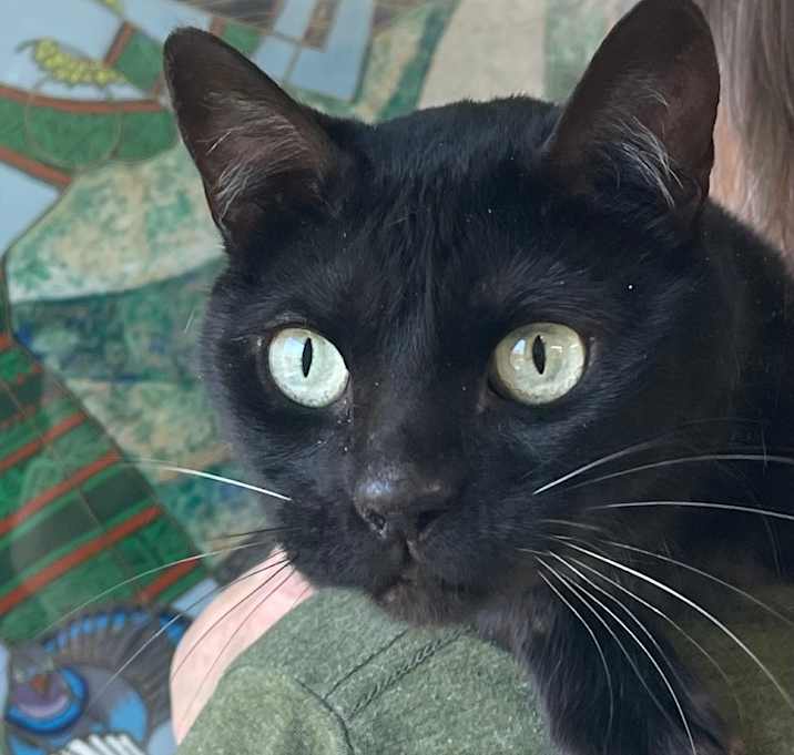 Photo of Sheba