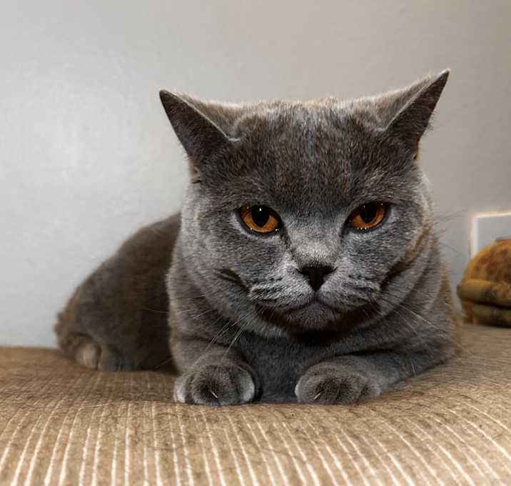 Photo of Luna