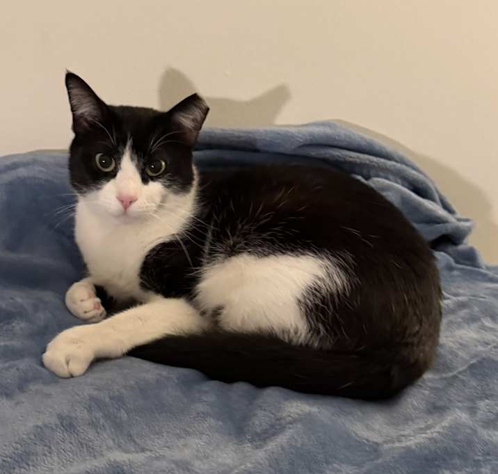 Photo of Merlin