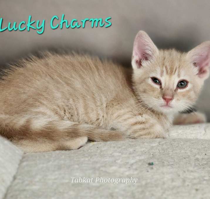 Photo of Lucky Charms