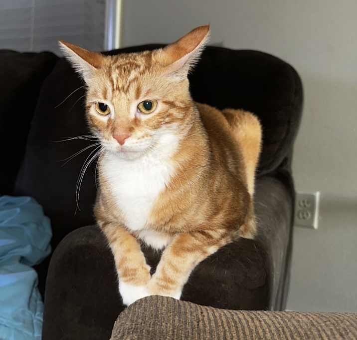 Photo of Ollie