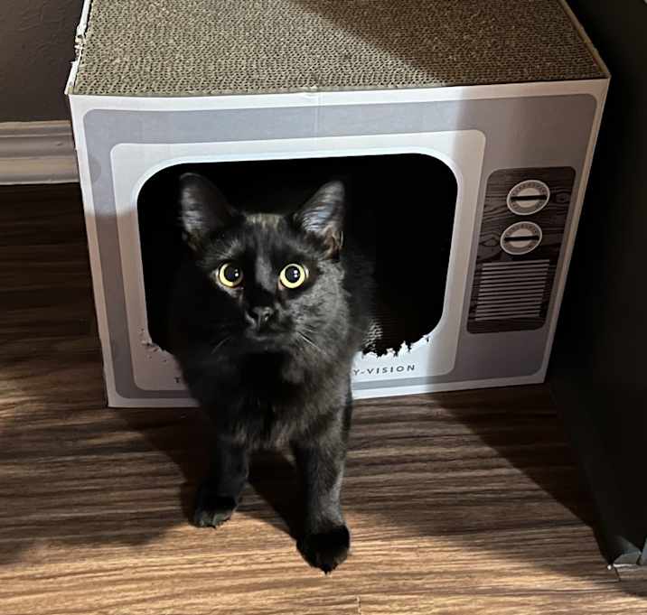Photo of Musubi