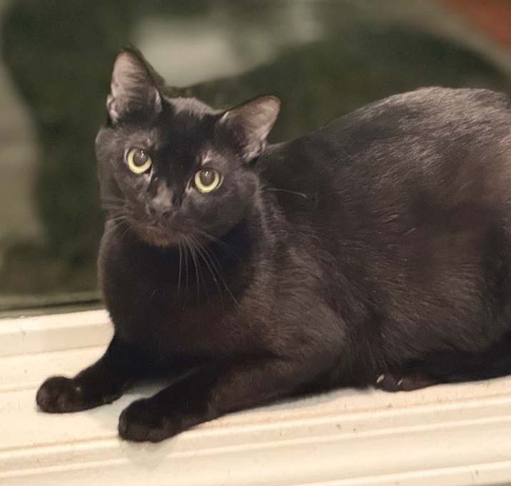 Photo of Blackie
