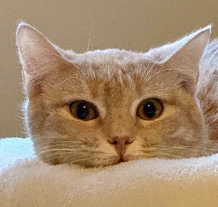 Photo of Bentley