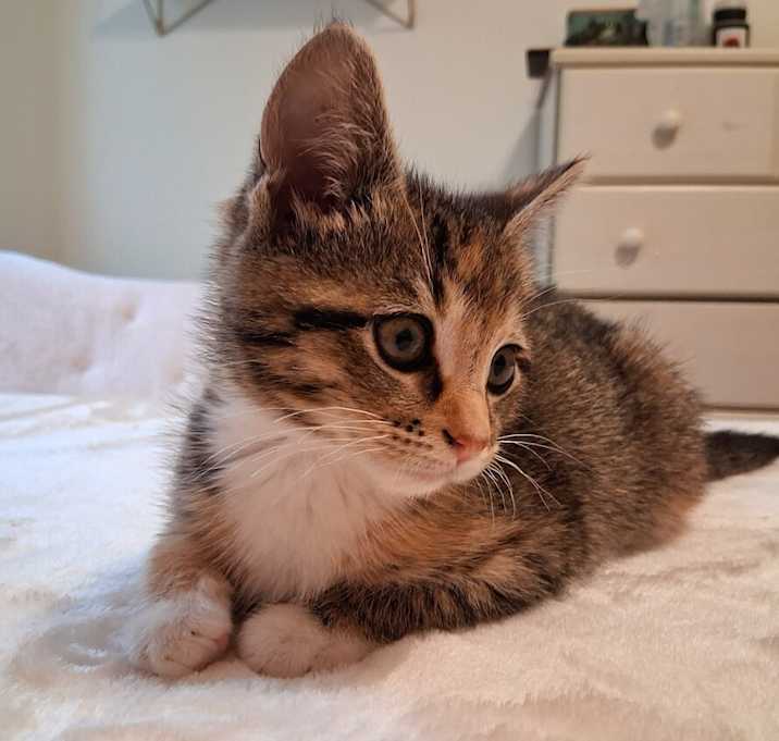 Photo of Cheeto