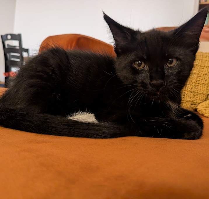 Photo of Gansito