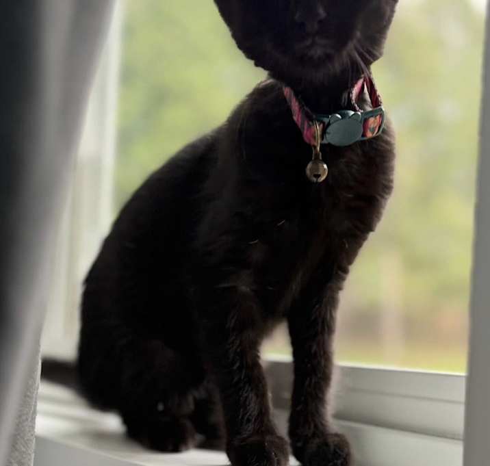 Photo of Pepperoncini