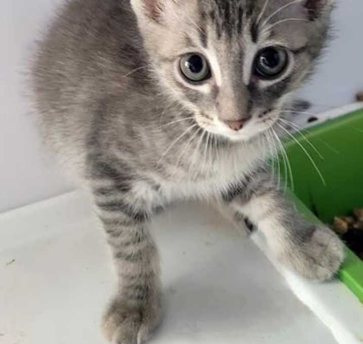 Photo of Steel