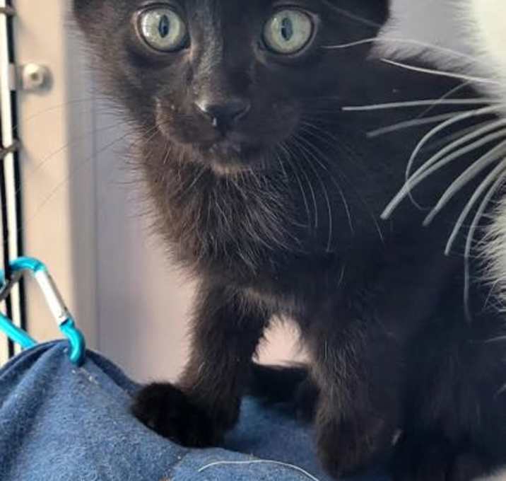 Photo of Coal