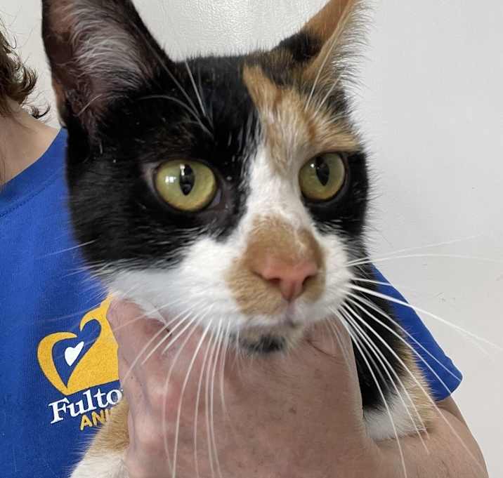 Photo of Daffodil