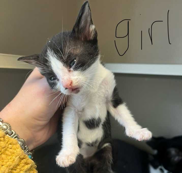 Photo of lily kitten 1