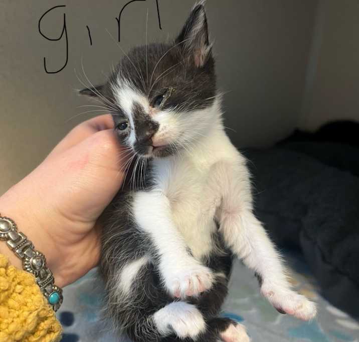 Photo of lily kitten 2