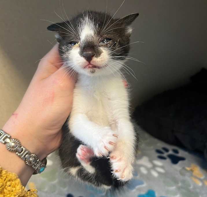 Photo of lily kitten 3