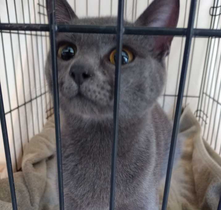 Photo of Khajiit