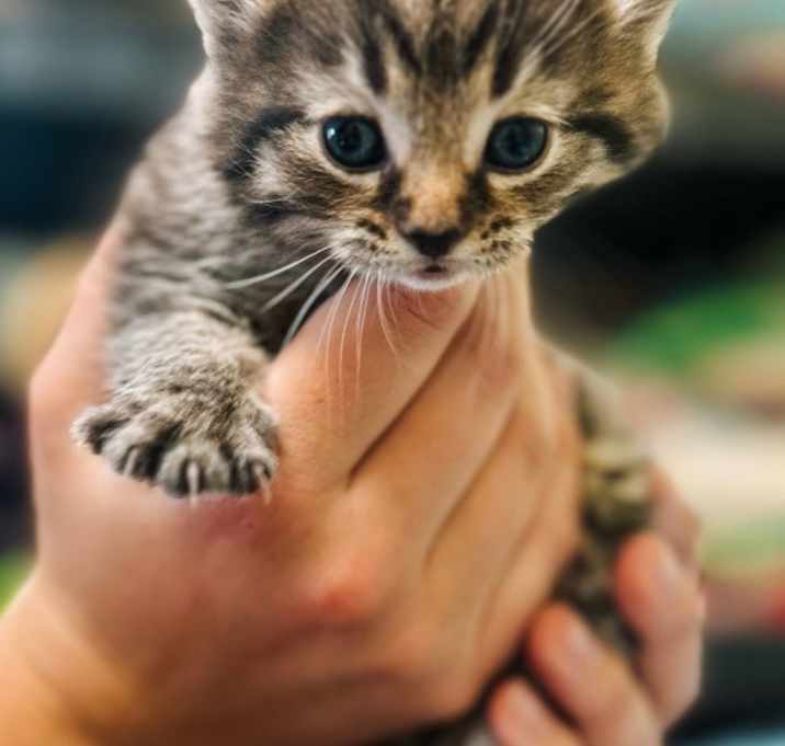 Photo of Seraphina