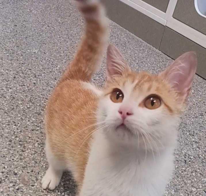 Photo of Clementine