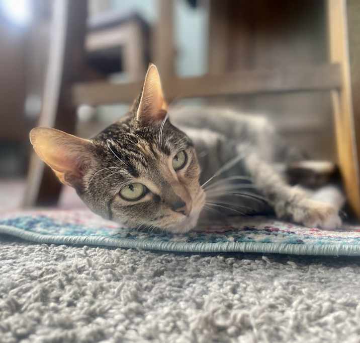 Photo of Luna