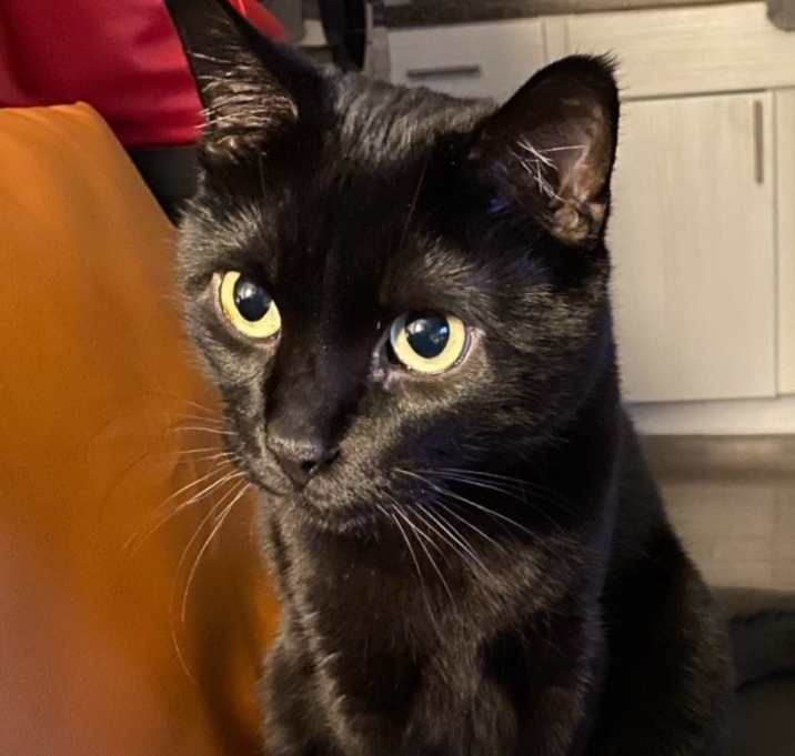 Photo of Bagheera