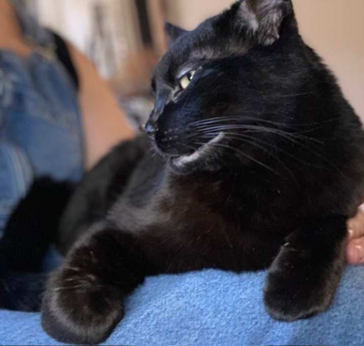 Photo of Bagheera