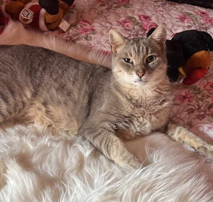 Photo of Loki