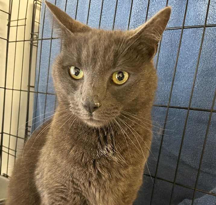 Photo of Loki